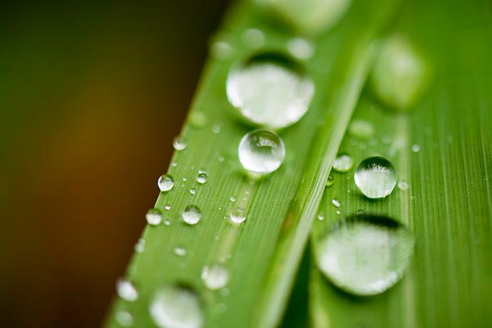 Plant extract drops extract Drops on top of leaves